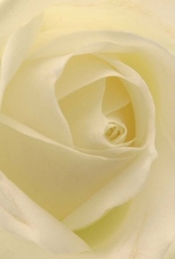 This evocative close-up image captures the intimate beauty of a white rose, masterfully arranged by a seasoned florist in Charlton. The petals, awash in gentle cream and barely-there lemon hues, coil inward like soft swathes of silk, their velvety surfaces inviting a caress. Illuminated by gentle, diffused daylight reminiscent of a peaceful morning on The Village Green, the bloom radiates a peaceful aura-a tangible calm that calms the senses and soothes the spirit. The soft shadows resting within each curve add drama, making the rose seem both fragile and enduring, much like the community traditions cherished in Charlton. This floral portrait whispers stories of occasions both celebratory and solemn: from marking heartfelt anniversaries to expressing sympathy during life's quieter moments. The fragrance is imagined as subtle, lingering in a room like a memory of wildflowers carried on a breeze from Woolwich Common. The sculpted perfection of each petal and the natural spiral at the heart of the rose shine forth as testaments to the florist's refined skill. A composition like this, with its timeless elegance, is an ideal gesture for any event where sincerity and grace are needed, made even more special through its roots in the Charlton neighbourhood.